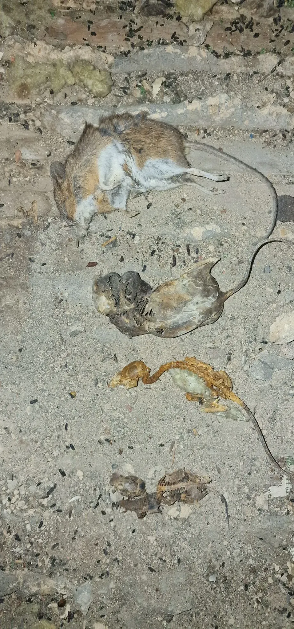 Dead and decomposing rodents with visible droppings