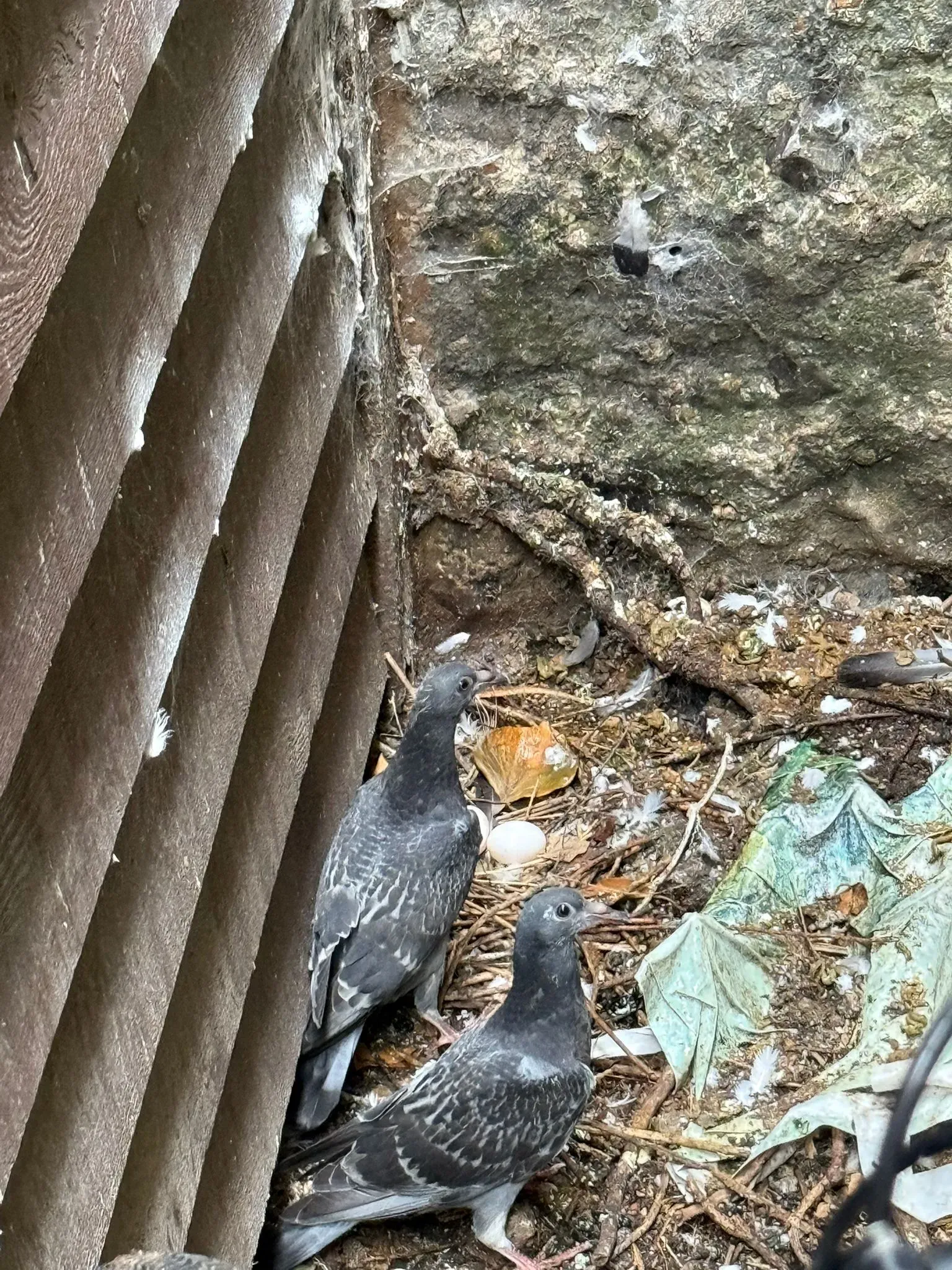 Two pigeons in a dirty nest with an egg, surrounded by feathers and guano, highlighting a bird pest problem.