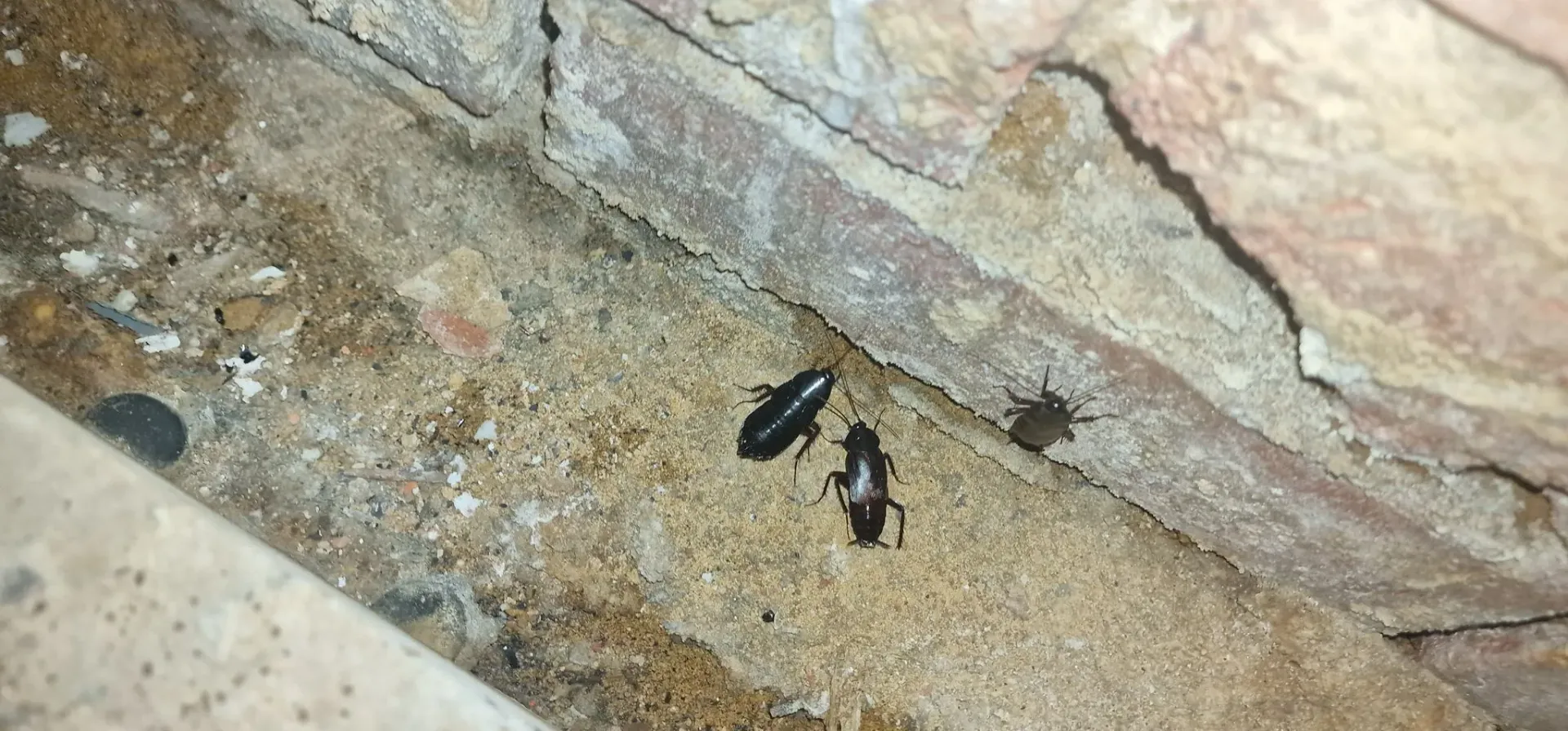 A close-up image showing three cockroaches crawling on a grimy surface near a brick wall.