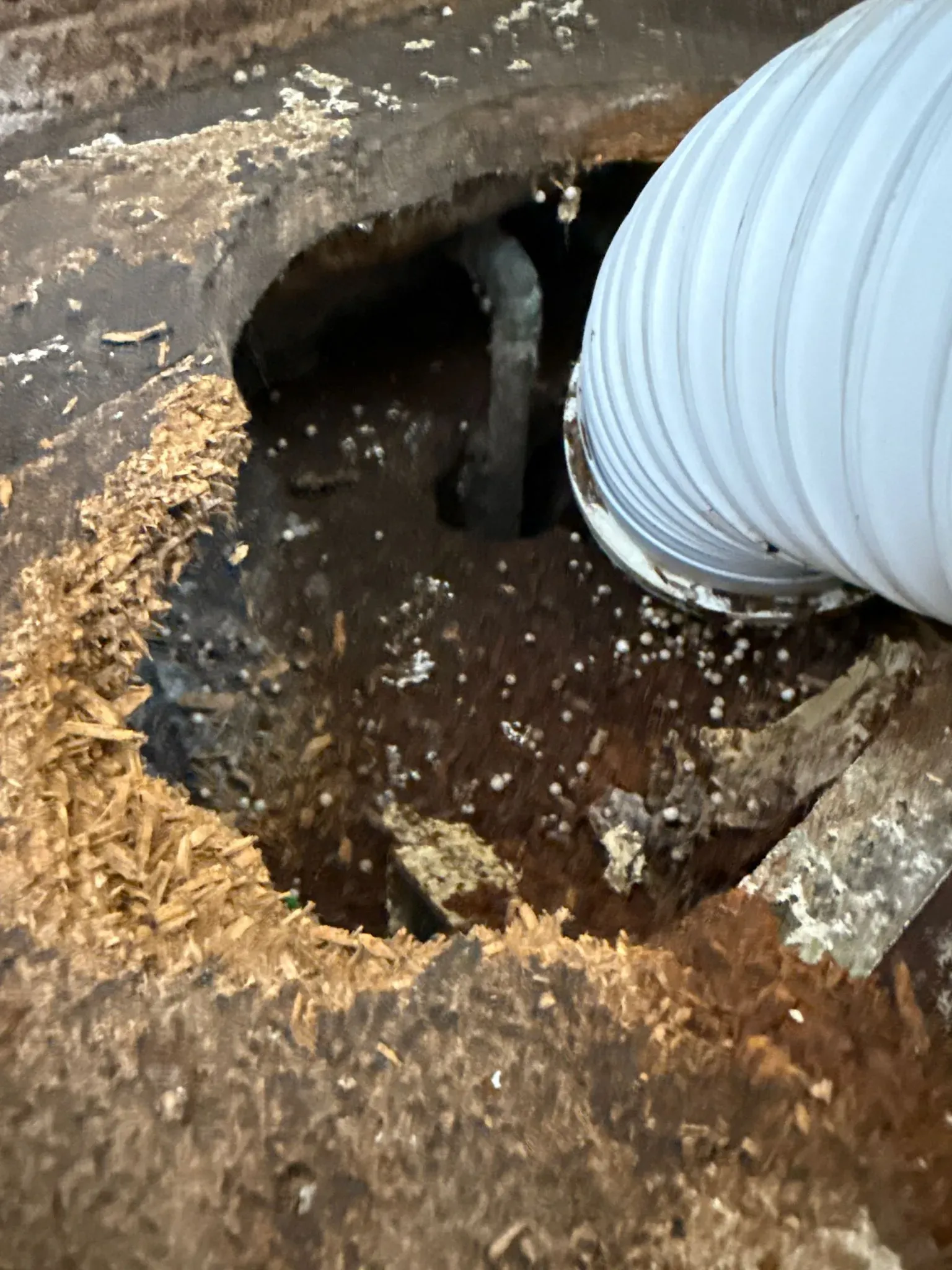 Rodent damage in a loft, showing a gnawed hole in wooden floorboards with debris, indicating a pest infestation.