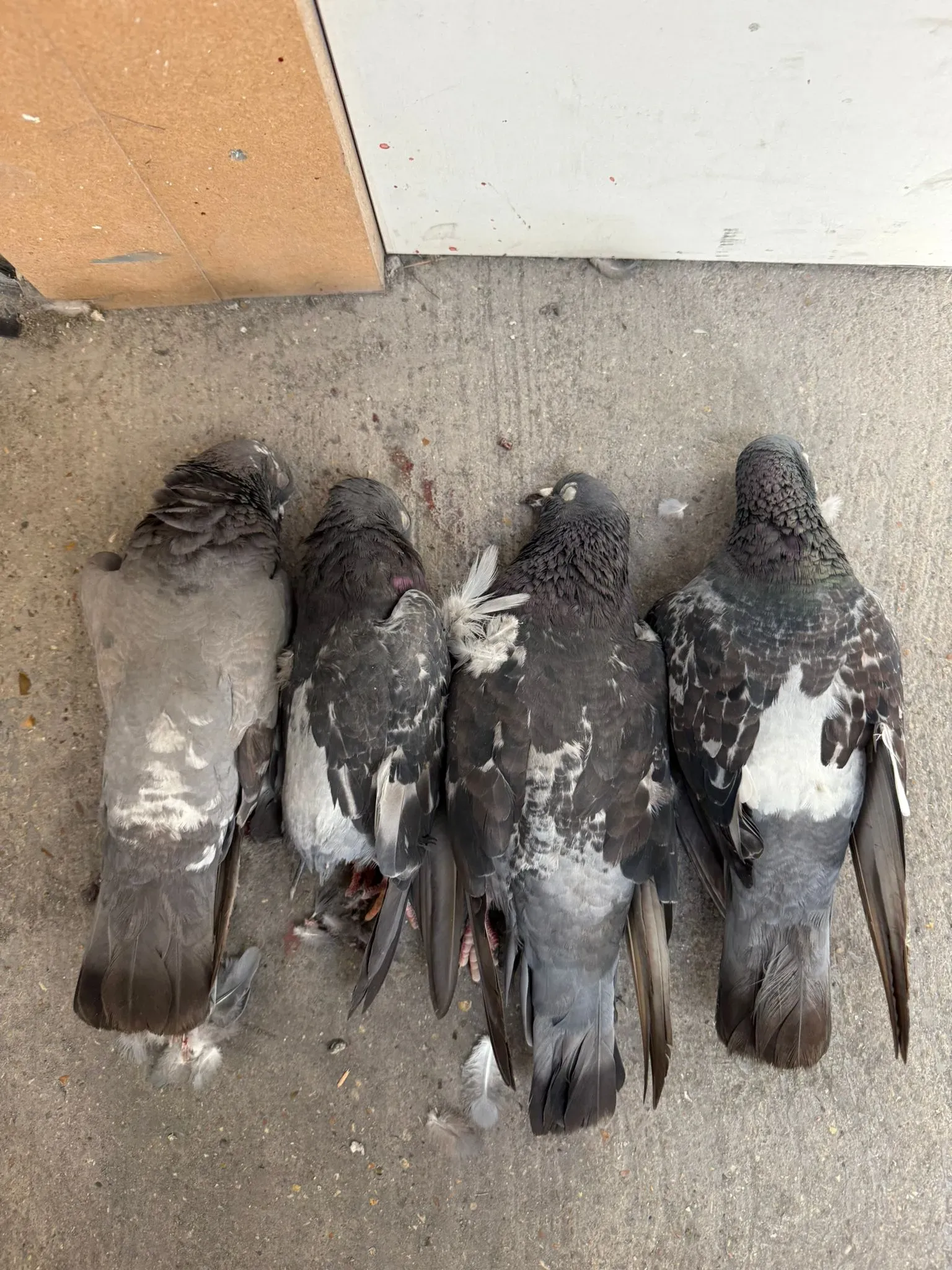 A picture showing four dead pigeons on the ground, illustrating the outcome of bird control services.