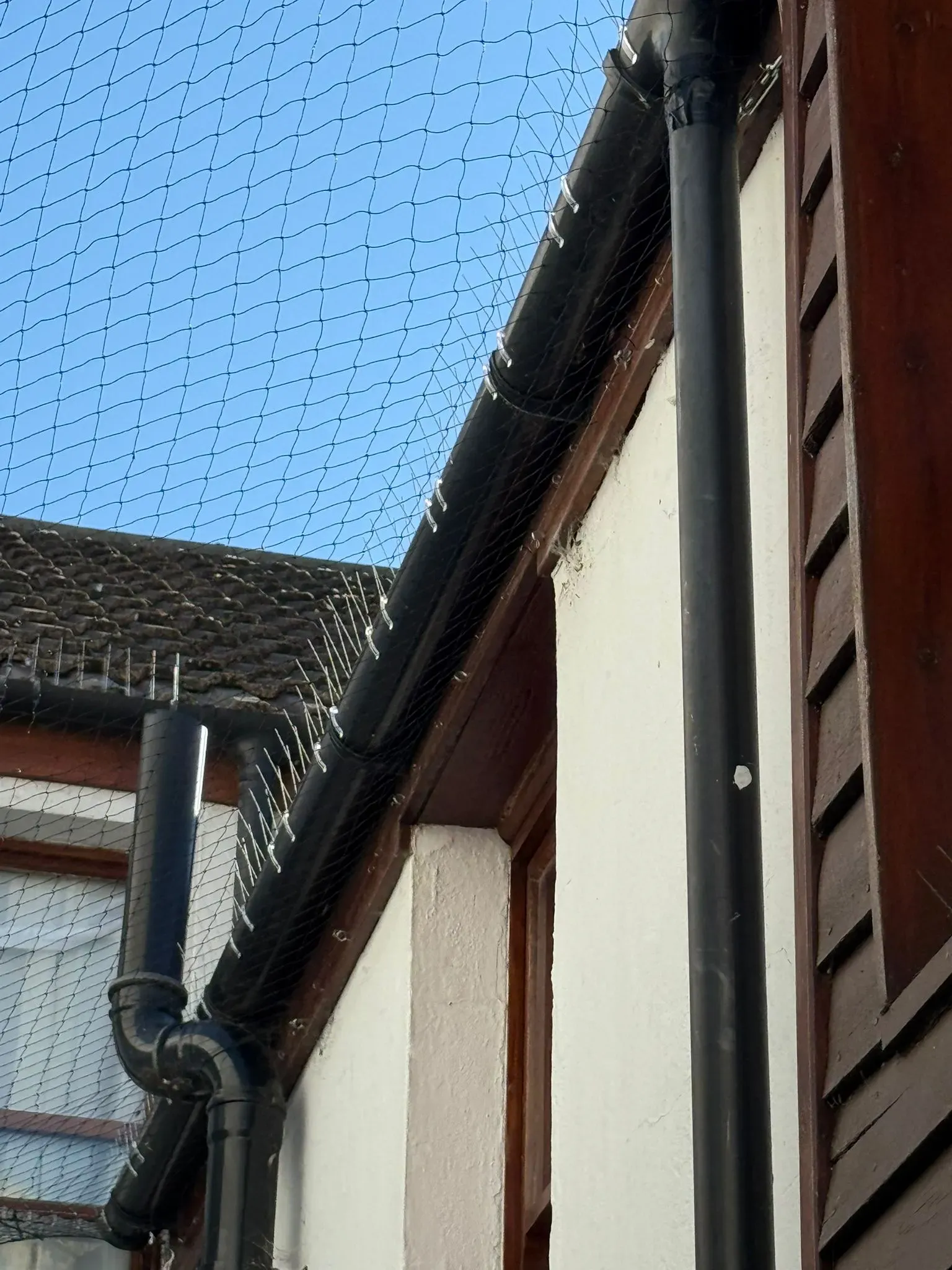 Bird netting and anti-roosting spikes on a building, demonstrating effective bird control and proofing solutions against pigeons and seagulls.